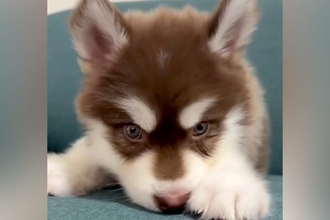 『こんなに小さかった赤ちゃん犬が…』生後4ヶ月になった結果→あまりにも尊い成長の記録が10万再生「愛しいのかたまり」「毎日が貴重な時間」