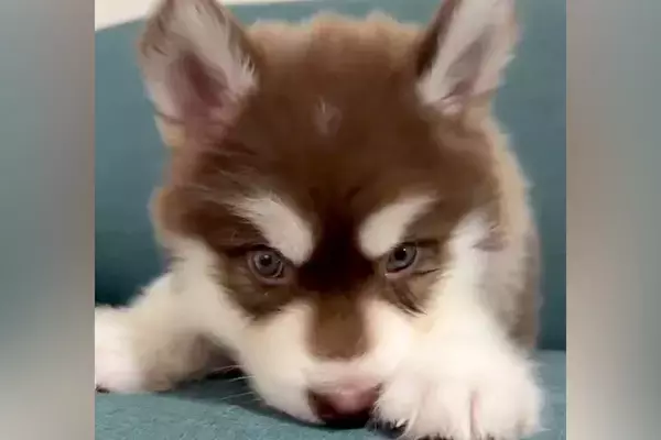 『こんなに小さかった赤ちゃん犬が…』生後4ヶ月になった結果→あまりにも尊い成長の記録が10万再生「愛しいのかたまり」「毎日が貴重な時間」