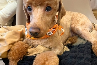 『犬を関口メンディーにしてください』とオーダーした結果→最高すぎる『髪型の仕上がり』が23万表示「吹いたｗｗ」「イケメンディー」と爆笑