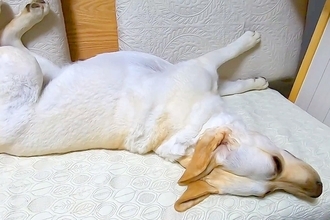 大型犬に小声で『ご飯食べる？』と言ってみた結果→『聞こえないかな』と思ったら…想像を超える反応に絶賛「早過ぎて草」「無駄な動き一切無し」