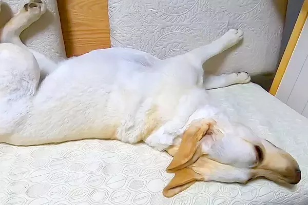 大型犬に小声で『ご飯食べる？』と言ってみた結果→『聞こえないかな』と思ったら…想像を超える反応に絶賛「早過ぎて草」「無駄な動き一切無し」