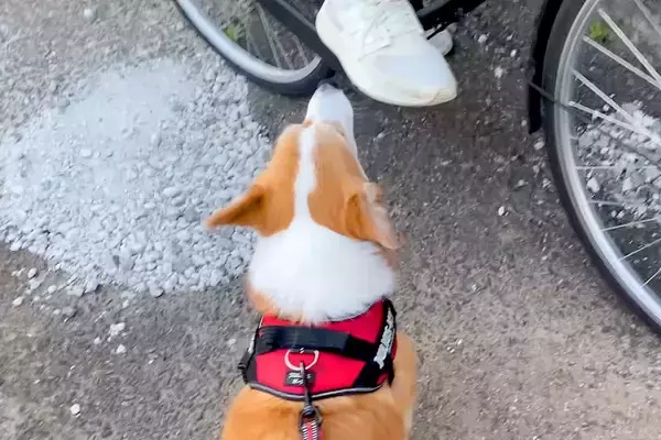 『学校帰りのお姉ちゃん』に遭遇した犬→お散歩を続けようとした結果…『まさかの行動』が愛に溢れていると25万再生「笑った」「大好きなんだ」