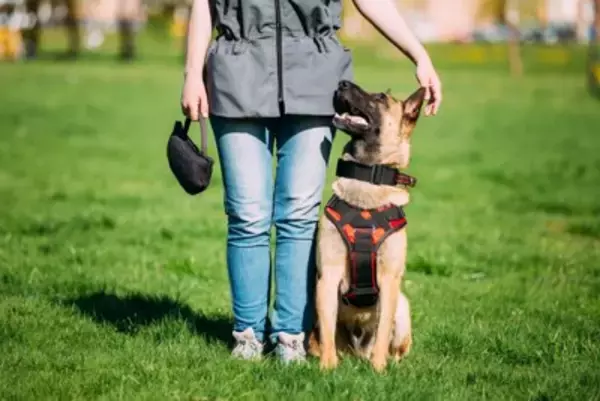『お利口すぎる犬』の注意点3つ　学習能力が高すぎるとどうなる？考えられるリスクまで