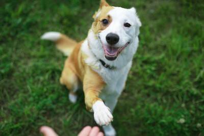 『お利口すぎる犬』の注意点3つ　学習能力が高すぎるとどうなる？考えられるリスクまで