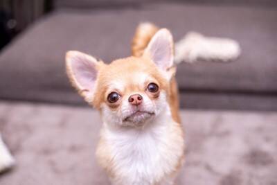 犬に言ってはいけない『言葉』5選　人間の会話を理解しているの？愛犬を精神的に苦しめるNGワードまで