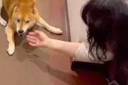 帰宅時、いつもは塩対応の犬→『飼い主のお母さん』が家に遊びに来ると…あからさまな『態度の違い』が42万再生「ツンデレ最高」「笑ったｗ」