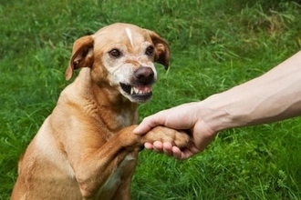 犬を撫でるときの『絶対NG行為』5選　ワンコに恐怖心やトラウマを与える行動とは？