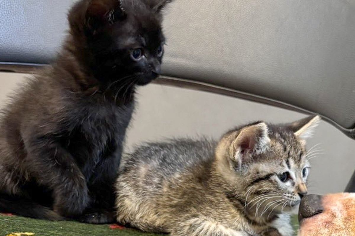 実家で『2匹の子猫』を保護→家族から写真が送られてきて…先住犬が見せた『尊すぎる反応』に7万いいね集まる「エモすぎ」「目頭が熱くなる」