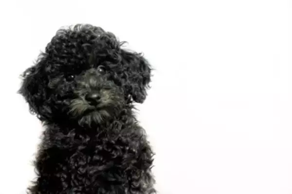 プードルの飼い主さん必見！突然の「黒毛」や「直毛」は病気？【獣医師執筆】