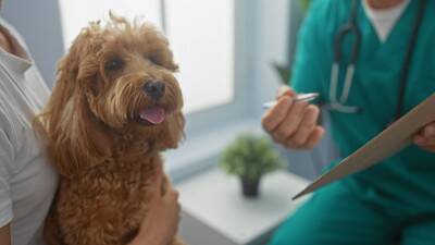 プードルの飼い主さん必見！突然の「黒毛」や「直毛」は病気？【獣医師執筆】