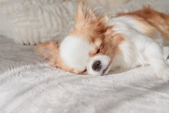 犬が『いびき』をかく原因7選　放っておいて大丈夫？病気の可能性や受診の目安まで