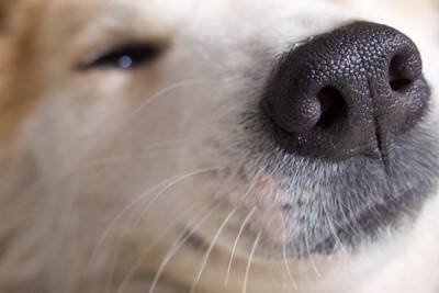 犬が『いびき』をかく原因7選　放っておいて大丈夫？病気の可能性や受診の目安まで