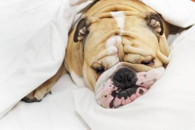 犬が『いびき』をかく原因7選　放っておいて大丈夫？病気の可能性や受診の目安まで