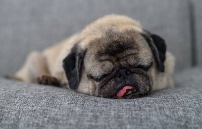 犬が『いびき』をかく原因7選　放っておいて大丈夫？病気の可能性や受診の目安まで