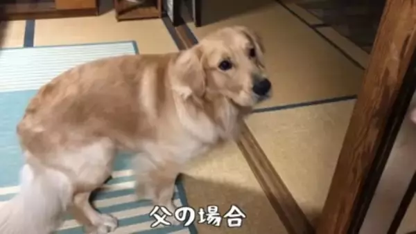 お盆だよ 大型犬ちゃん タンクトップ 黄色 水臭く