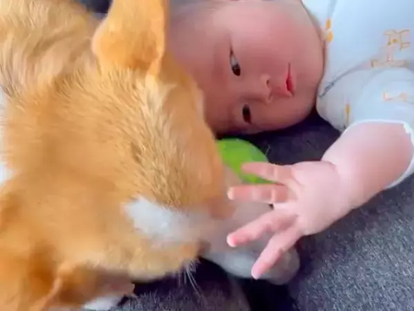 赤ちゃんが『生まれたときから犬と育った』結果→ずっと一緒にいて…尊すぎる『２年間の記録』が話題「守ってる感が出てる」「癒やされた」