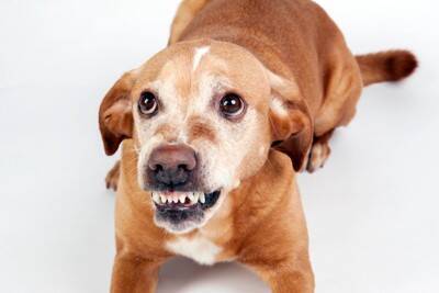 犬を『撫でてはいけない』タイミング６選　スキンシップがNGな理由や考えられるリスクまで