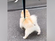 『推しのおじさん』にどうしても会いたい犬→職場まで見に行った結果…愛があふれだした『再会の光景』が21万再生「相思相愛だ」「ほっこり」