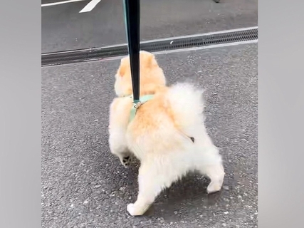 『推しのおじさん』にどうしても会いたい犬→職場まで見に行った結果…愛があふれだした『再会の光景』が21万再生「相思相愛だ」「ほっこり」