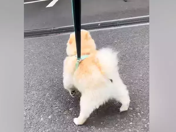 『推しのおじさん』にどうしても会いたい犬→職場まで見に行った結果…愛があふれだした『再会の光景』が21万再生「相思相愛だ」「ほっこり」