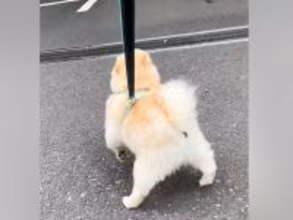 『推しのおじさん』にどうしても会いたい犬→職場まで見に行った結果…愛があふれだした『再会の光景』が21万再生「相思相愛だ」「ほっこり」