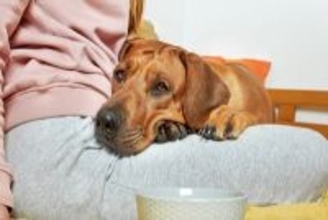 犬が膝の上に乗りたがる『4つの心理』甘えたいから？止めさせるべきタイミングまで