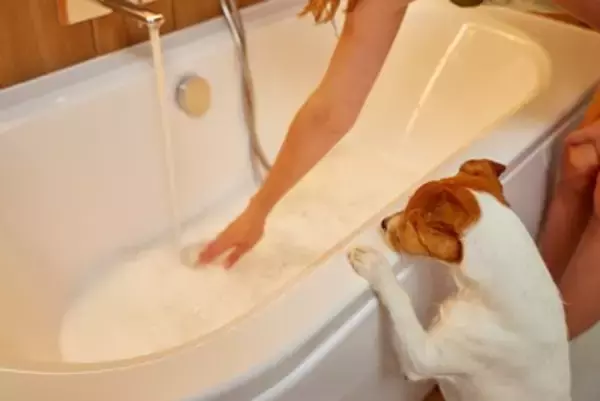 犬が『飼い主のお風呂を覗く』心理5選　可愛すぎる理由や飼い主がすべき対応まで