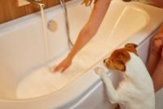 犬が『飼い主のお風呂を覗く』心理5選　可愛すぎる理由や飼い主がすべき対応まで