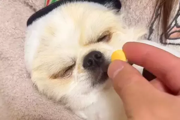 爆睡している犬の前におやつを差し出した結果→気づいた瞬間に…衝撃の瞬発力が323万再生「はやっｗｗ」「目がキマってて草」と爆笑の声