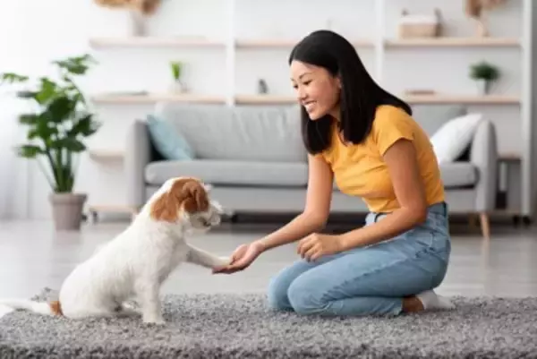 犬の『しつけ』を失敗してしまう理由4つ　逆効果となる飼い主の行動や改善策まで