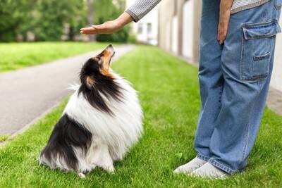 犬の『しつけ』を失敗してしまう理由4つ　逆効果となる飼い主の行動や改善策まで