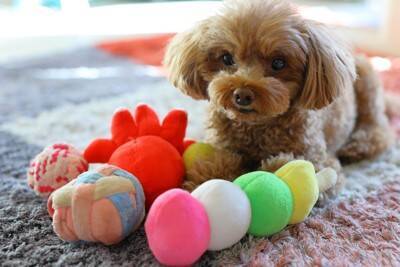 犬に与えてはいけない『危険なおもちゃ』５選　事故に繋がる玩具の特徴とは？