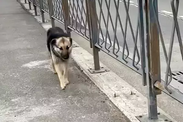 海外でランニングをしていたら『1匹の野良犬』がついてきて…『こんなことがあるんだ』素敵すぎる物語が26万再生「涙が出る…」「運命だね」