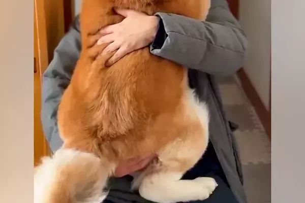仕事を早上がりした男性→家に帰ると『秋田犬』が抱っこをおねだりして…『自分の大きさを分かっていない光景』に反響「大好きなんだ」「可愛い」