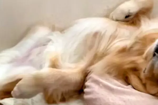朝、ベッドの上で起床した男性→横を見てみると『大型犬』が爆睡していて…羨ましすぎる『幸せな光景』が37万再生「表情最高」「笑ったｗｗ」