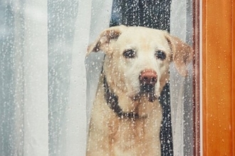 犬を散歩に連れていけないときの『遊び方』５選　室内で運動不足を解消する方法とは？