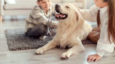 犬を散歩に連れていけないときの『遊び方』５選　室内で運動不足を解消する方法とは？