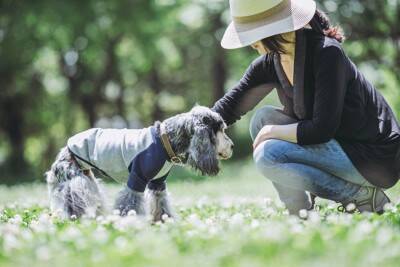 犬がみせる『老化サイン』4選　見逃したくない行動の変化や加齢による注意点まで