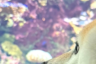 生まれて初めて『水族館』に行った犬→興味津々すぎて…小さな子供のような『表情』が19万表示「目が点にｗｗ」「夢中で見てて可愛すぎる」