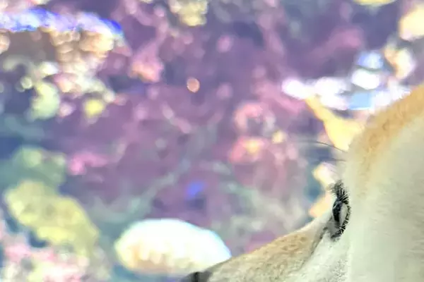 生まれて初めて『水族館』に行った犬→興味津々すぎて…小さな子供のような『表情』が19万表示「目が点にｗｗ」「夢中で見てて可愛すぎる」
