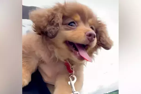 赤ちゃん犬を『抱っこしながらお散歩に連れて行った』結果→腕の中で楽しくなりすぎて…『悶絶級の行動』に反響「天使すぎる…」「癒された」