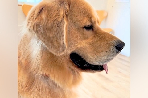 病院の待合室で『診察待ちする大型犬』→他の犬の鳴き声が聞こえた瞬間…わかりやす過ぎる『表情の変化』が12万再生「笑っちゃった」「顔ｗｗ」