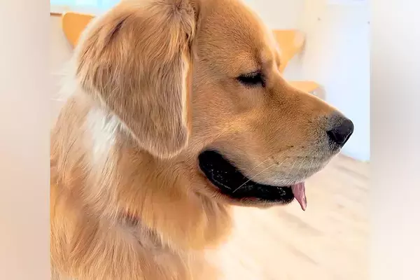 病院の待合室で『診察待ちする大型犬』→他の犬の鳴き声が聞こえた瞬間…わかりやす過ぎる『表情の変化』が12万再生「笑っちゃった」「顔ｗｗ」