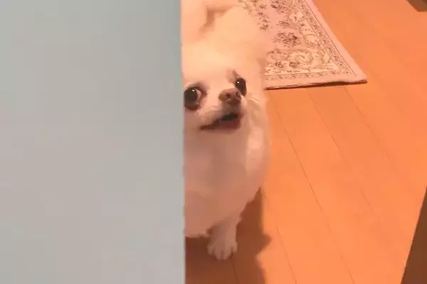 『お風呂入るね』と犬に伝えた結果→なぜか激怒したので『入りたくなったの？』と聞くと…微笑ましい光景に反響「たまらん可愛さ」「笑ったｗｗ」