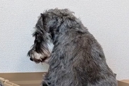 5年以上、外の世界を知らずに生きてきた『元繁殖犬』をお迎え→最初はご飯も食べてくれずに…思わず見違える『1年後の光景』に感動「幸せなお顔」