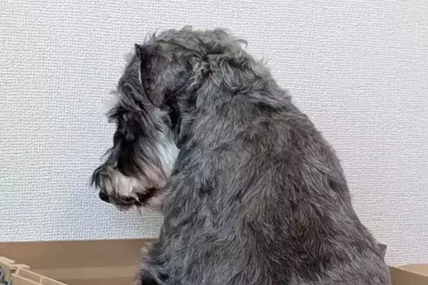 5年以上、外の世界を知らずに生きてきた『元繁殖犬』をお迎え→最初はご飯も食べてくれずに…思わず見違える『1年後の光景』に感動「幸せなお顔」