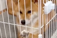 お客さんが家に来るので『犬をケージ入れた』結果→不満が爆発して…あまりにもわかりやすい『ブチギレの表情』が38万再生「拗ね方超絶可愛いｗ」