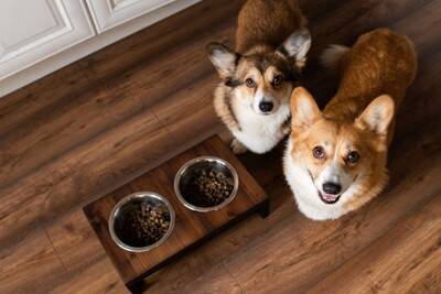 犬がご飯のお皿を『ひっくり返してしまう』4つの心理　見直すべき食事環境まで解説