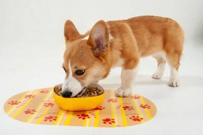 犬がご飯のお皿を『ひっくり返してしまう』4つの心理　見直すべき食事環境まで解説