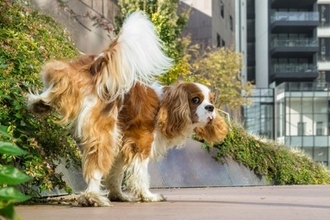 犬の『おしっこ』一日の回数の目安とは？異常がみられたらどうすべき？危険なサインまで